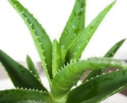 Aloe vera en fitoterapia y cosmética