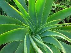 Aloe vera fitoterapia cosmética