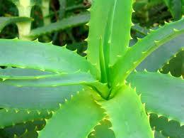 Aloe vera en fitoterapia y cosmética