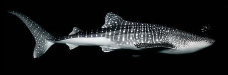 Enlaces de la semana (47/11)