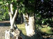 Árboles Singulares Huesca Platanero Ripoll (Binaced)