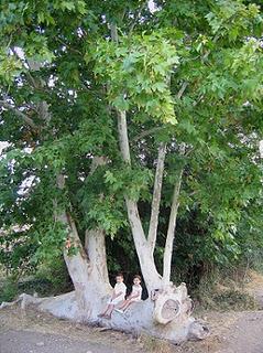 Árboles Singulares de Huesca - Platanero de Ripoll (Binaced)