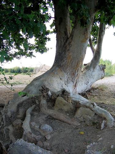 Árboles Singulares de Huesca - Platanero de Ripoll (Binaced)