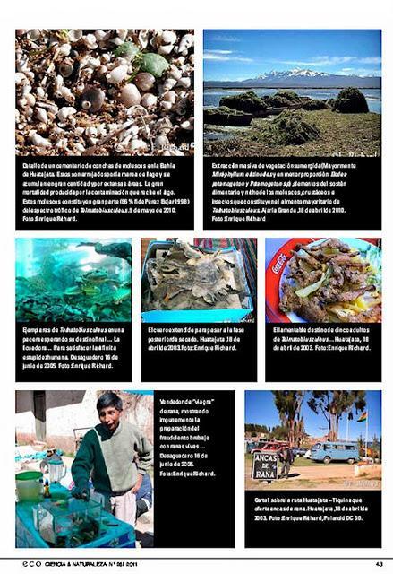 Trabajos de investigación publicados recientemente por el autor: El Kele (Telmatobius culeus), la rana endémica del Lago Titikaka…(La Paz, Bolivia)