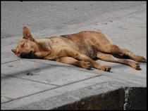 Libertad para sacrificar perros en Rumania