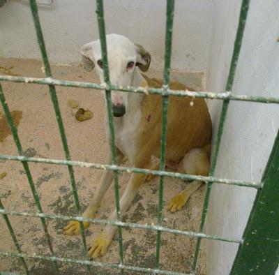 MARA ,GALGA HERIDA EN EL CUELLO.PERRERA DE HELLIN (ALBACETE)