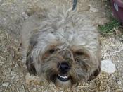 WHISKAS PERRITO atada cuerda..¡¡ necesita adopcion acogida urgente.