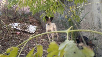 SOS QUIEREN DESAPARECER DEL MUNDO: ABUELITAS EN LA CALLE SEVILLA