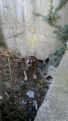 SOS QUIEREN DESAPARECER DEL MUNDO: ABUELITAS EN LA CALLE SEVILLA