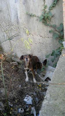 SOS QUIEREN DESAPARECER DEL MUNDO: ABUELITAS EN LA CALLE SEVILLA