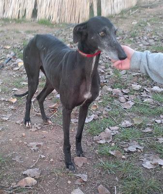 KEYTI : DULZURA, AMOR, SENSIBLIDAD, GALGA BUSCA FAMILIA.