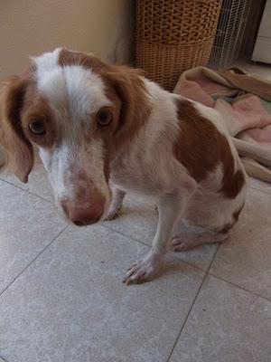 AYUDA PARA NANA, BRETONA CON LEIHSMANIA, POCO PELO, HERIDAS Y DESNUTRIDA!! SEVILLA.