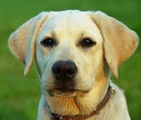 El perro labrador Tornavís nuevo líder de CANvergencia i Uniò.