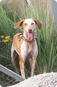 LUISA PRECIOSA PERRA CRUCE DE PODENCO EN ADOPCION ALICANTE!!