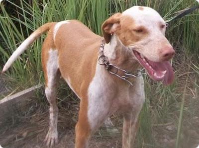 LUISA PRECIOSA PERRA CRUCE DE PODENCO EN ADOPCION ALICANTE!!