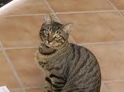 maestro 'cierro libro, significado Zen'