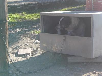 MUY URGENTE!!! JAKE SE ESTA DEJANDO MORIR, MALVIVE ENCADENADO A UN FRIGORIFICO Y NO QUIERE COMER.