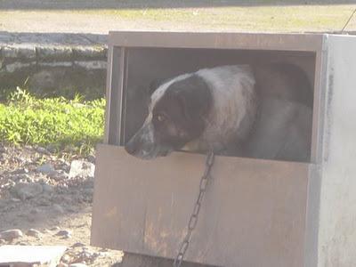 MUY URGENTE!!! JAKE SE ESTA DEJANDO MORIR, MALVIVE ENCADENADO A UN FRIGORIFICO Y NO QUIERE COMER.