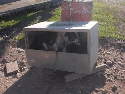 MUY URGENTE!!! JAKE SE ESTA DEJANDO MORIR, MALVIVE ENCADENADO A UN FRIGORIFICO Y NO QUIERE COMER.