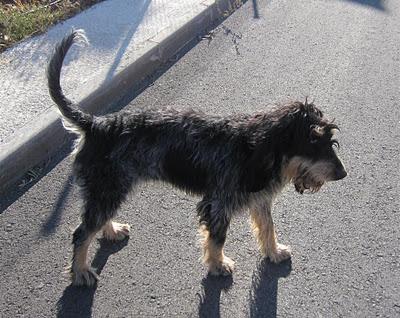 URGENTE AYUDA para sacarlos de la calle - Breton y perro de aguas‏