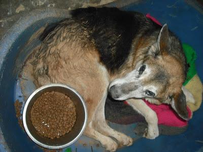 ¡URGENTISIMO! Viejito/a muriendose en perrera Jerez.