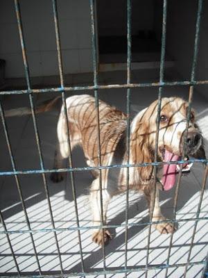 ¡URGENTISIMO! Viejito/a muriendose en perrera Jerez.