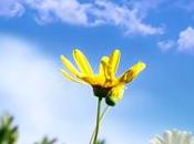 Deja Vivir Como Esclavo