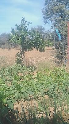 Fotos del huerto 2023 XVI