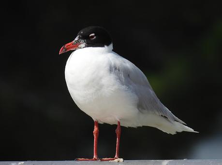 Gaviota cabecinegra
