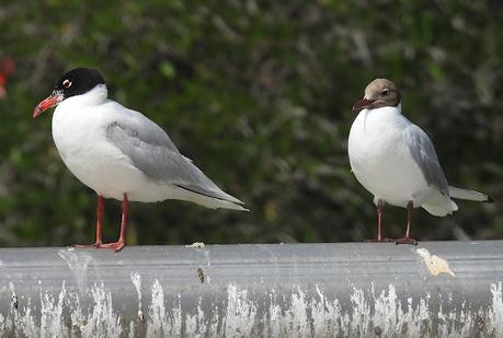 Gaviota cabecinegra