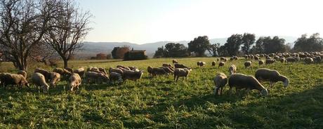 Mas Casas Cruïlles lanza su nuevo sitio web implementando las ayudas Next Generation Mas Casas Cruïlles lanza su nuevo sitio web implementando las ayudas Next Generation