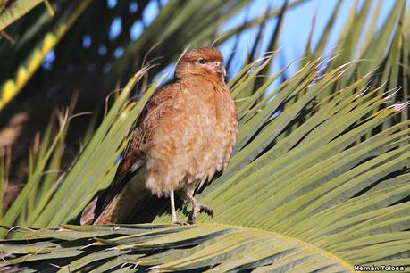 Censo Neotropical de Aves Acuáticas (julio 2023)