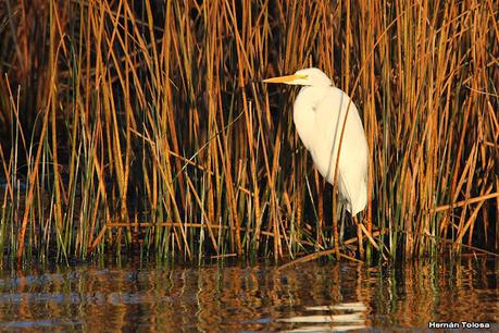 Censo Neotropical de Aves Acuáticas (julio 2023)