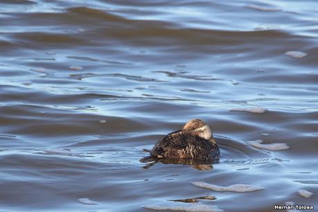 Censo Neotropical de Aves Acuáticas (julio 2023)