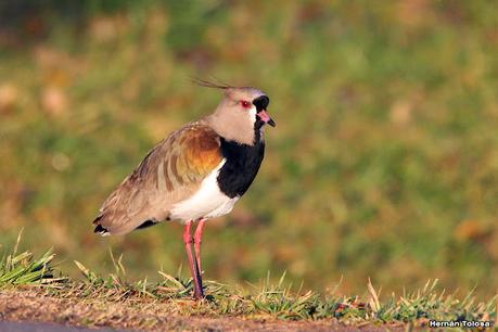 Censo Neotropical de Aves Acuáticas (julio 2023)