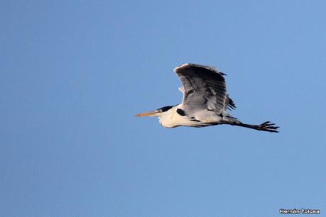 Censo Neotropical de Aves Acuáticas (julio 2023)