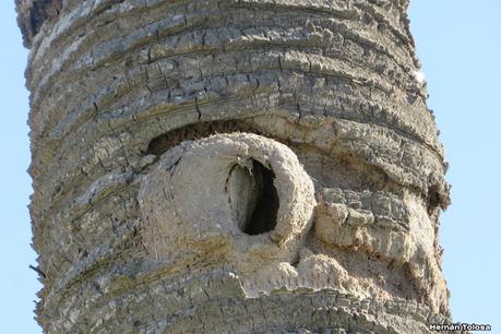 Censo Neotropical de Aves Acuáticas (julio 2023)