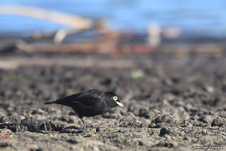 Censo Neotropical de Aves Acuáticas (julio 2023)