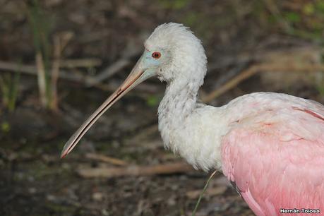 Censo Neotropical de Aves Acuáticas (julio 2023)