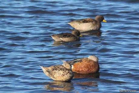 Censo Neotropical de Aves Acuáticas (julio 2023)