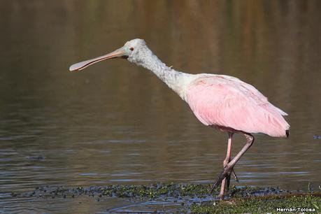 Censo Neotropical de Aves Acuáticas (julio 2023)