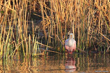Censo Neotropical de Aves Acuáticas (julio 2023)