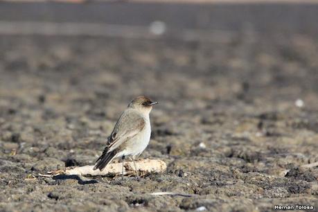 Censo Neotropical de Aves Acuáticas (julio 2023)