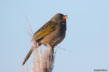 Censo Neotropical de Aves Acuáticas (julio 2023)