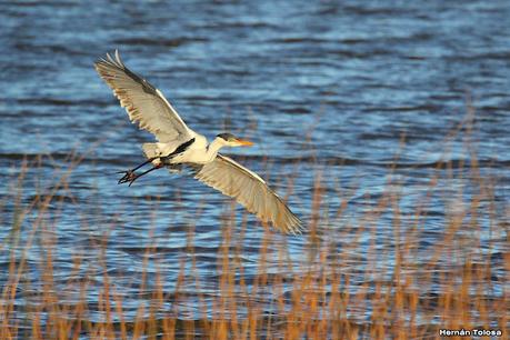 Censo Neotropical de Aves Acuáticas (julio 2023)