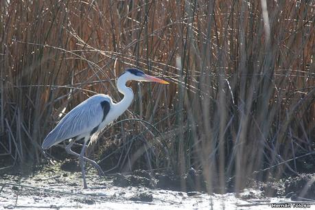 Censo Neotropical de Aves Acuáticas (julio 2023)