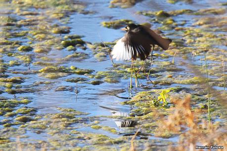Censo Neotropical de Aves Acuáticas (julio 2023)