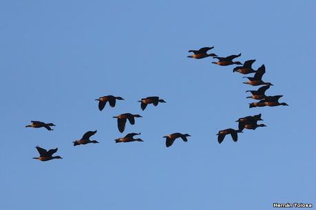 Censo Neotropical de Aves Acuáticas (julio 2023)
