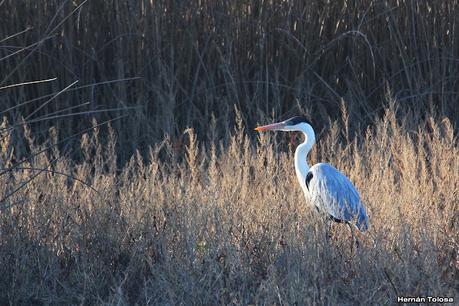 Censo Neotropical de Aves Acuáticas (julio 2023)