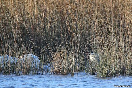 Censo Neotropical de Aves Acuáticas (julio 2023)
